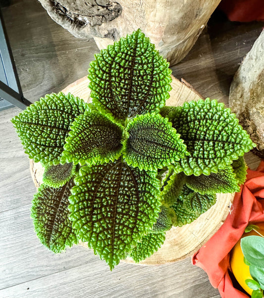 Pilea moon valley