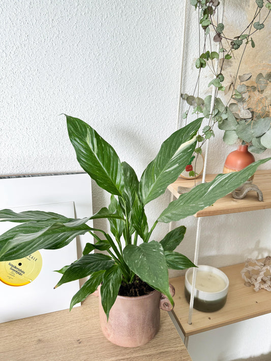 Fleurs de lune c'est une plante qui fleurie blanc et qui est legerement odorante. Ses feuilles sont vert foncées avec des variegations blanche