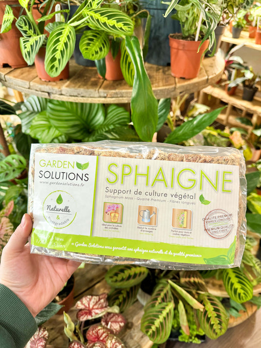 sphaigne sèche en sachet de 150g