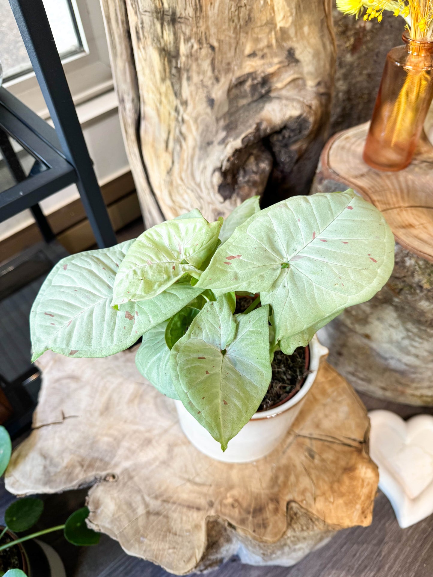 Plante verte clair aux éclats de rose