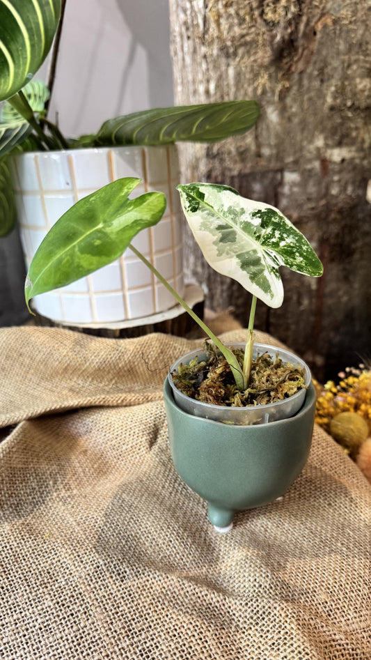 Alocasia frydek variegata