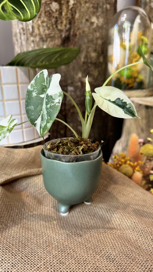 Alocasia maccrorhiza variegata