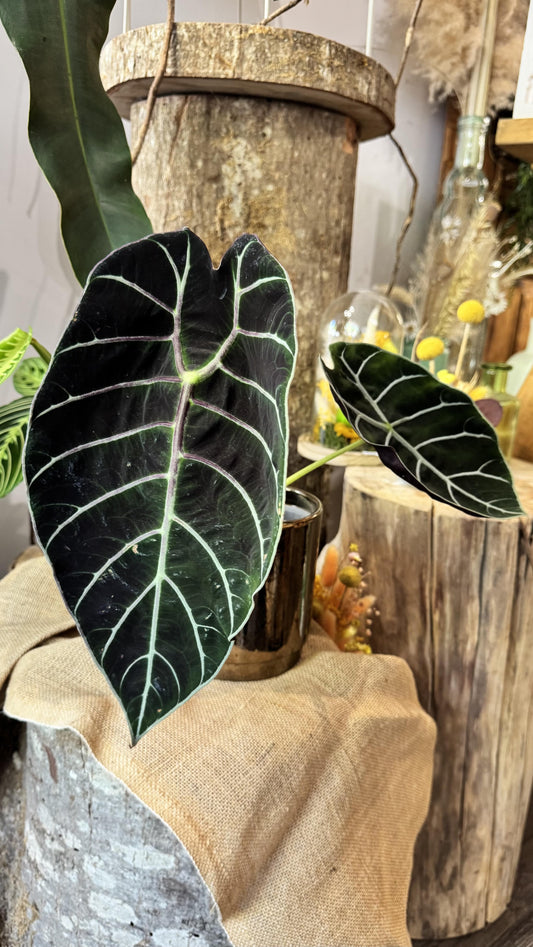 Alocasia watsoniana