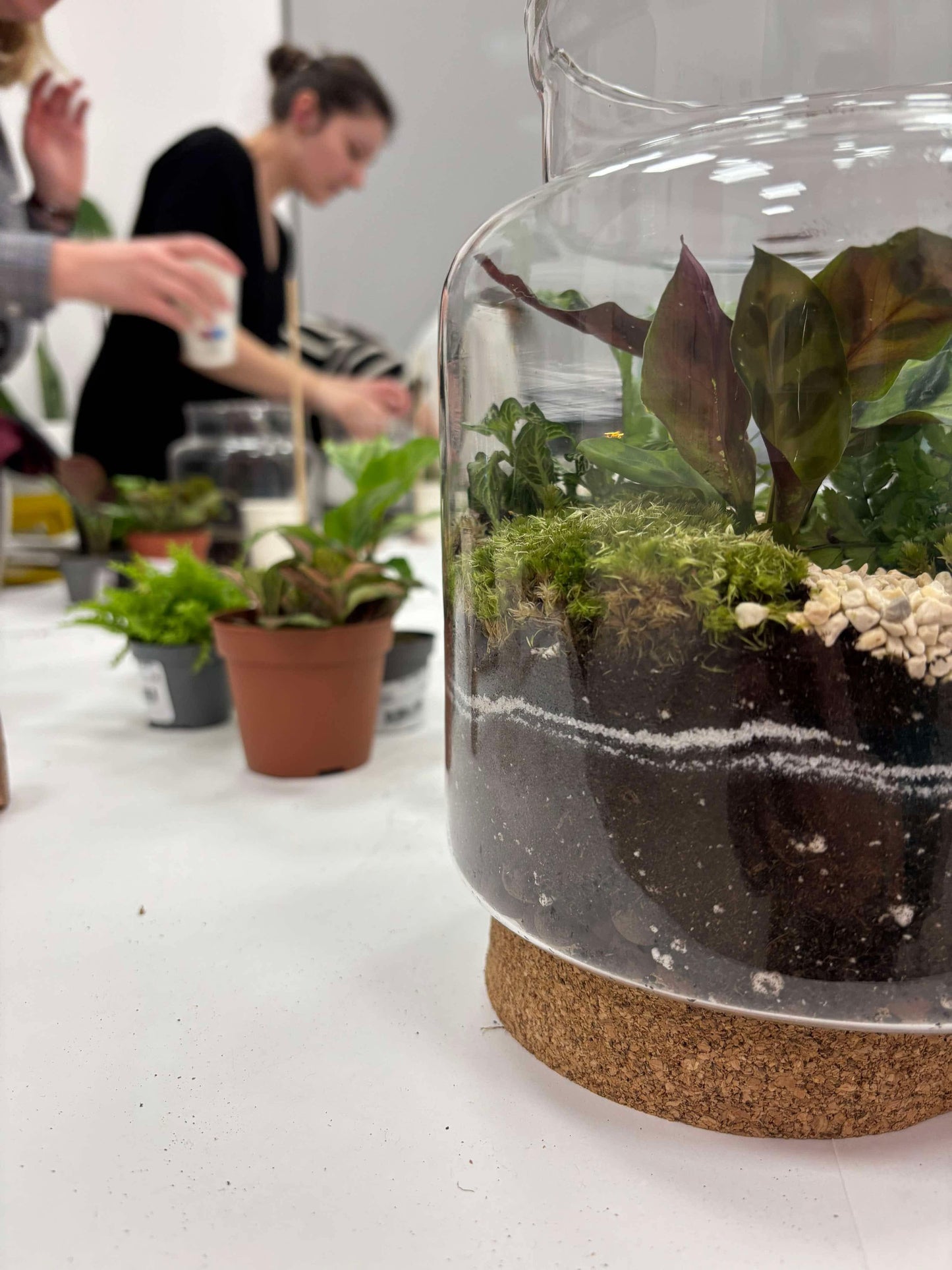 Ateliers terrarium