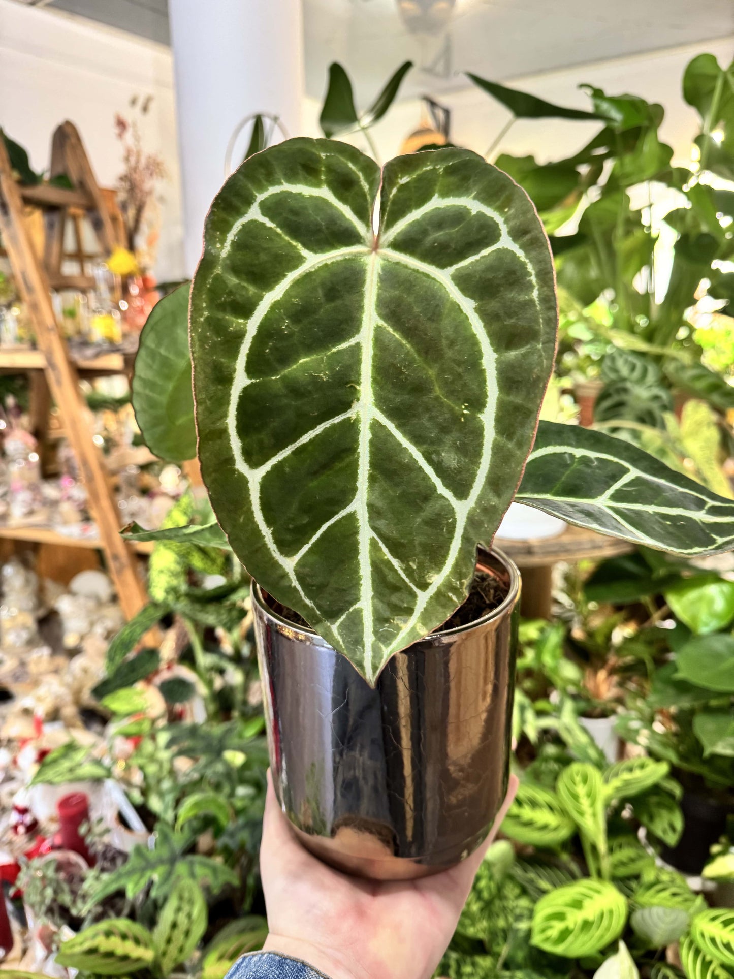 Anthurium crystallinum