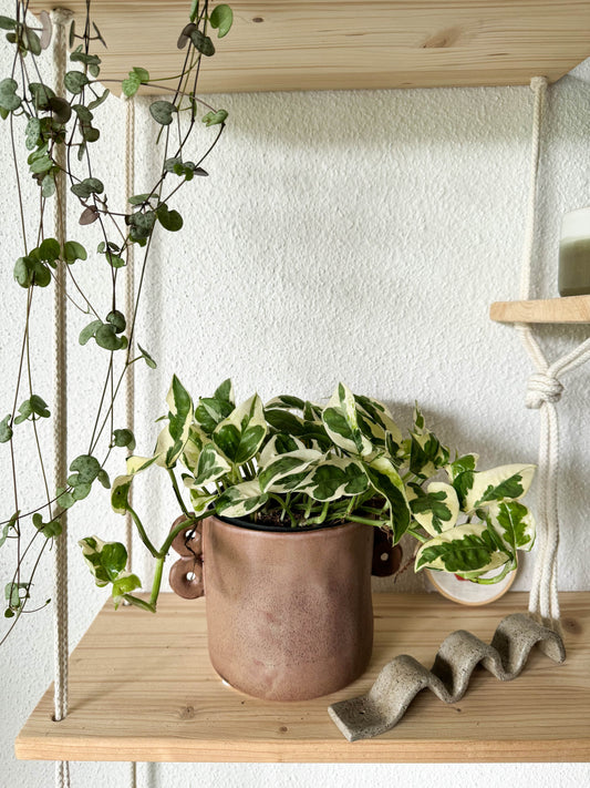 belle plante grimpante au feuillages vert et blanc 