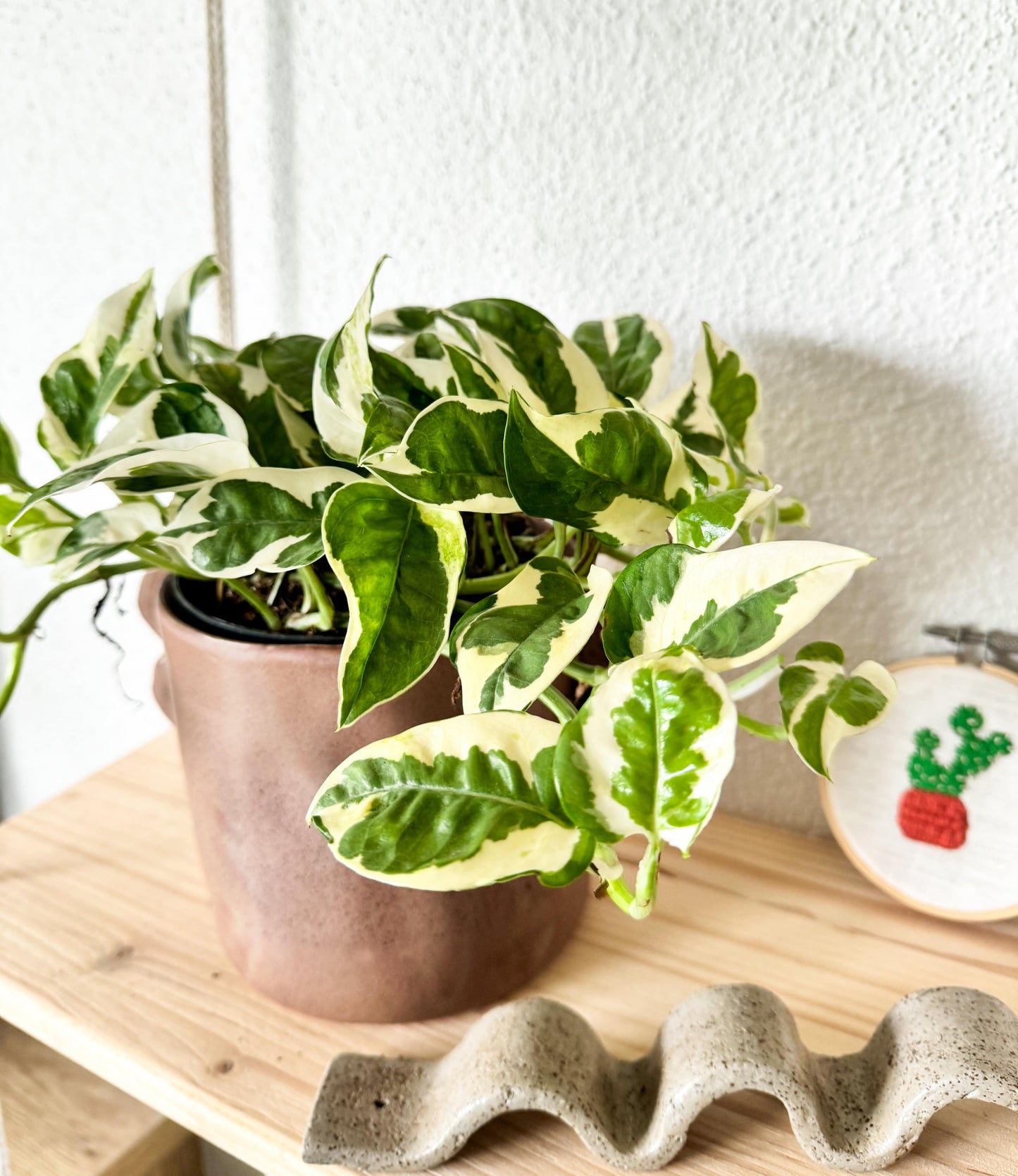 belle plante grimpante au feuillages vert et blanc