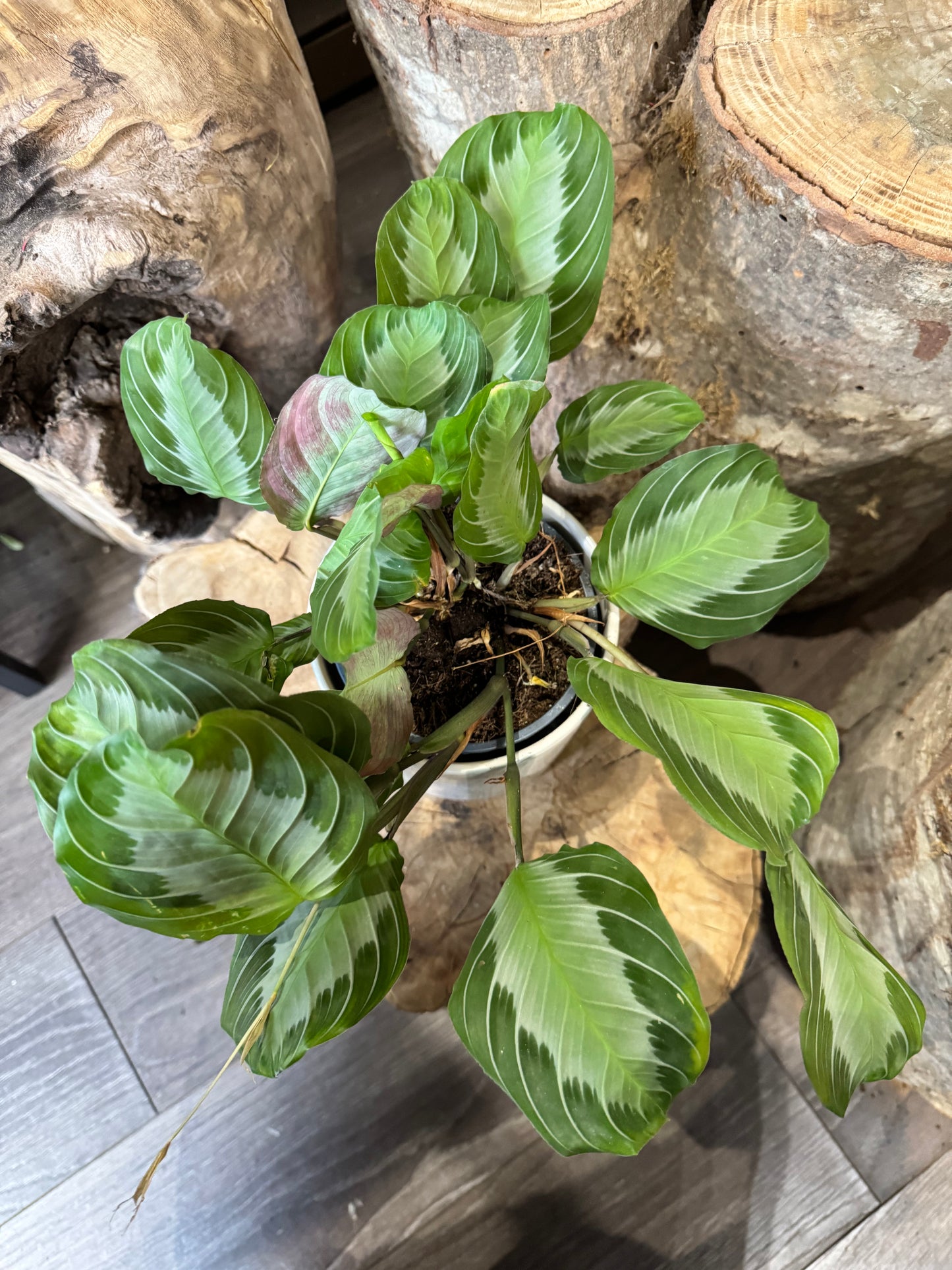 Maranta silver band