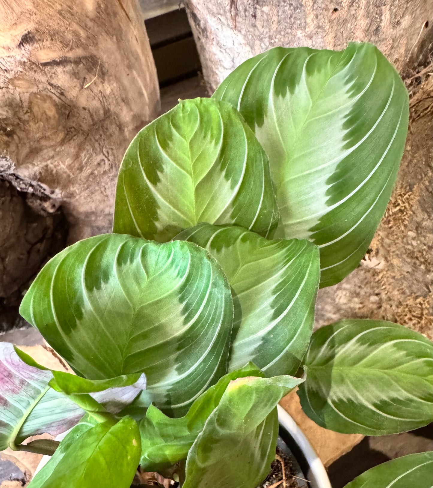 Maranta silver band