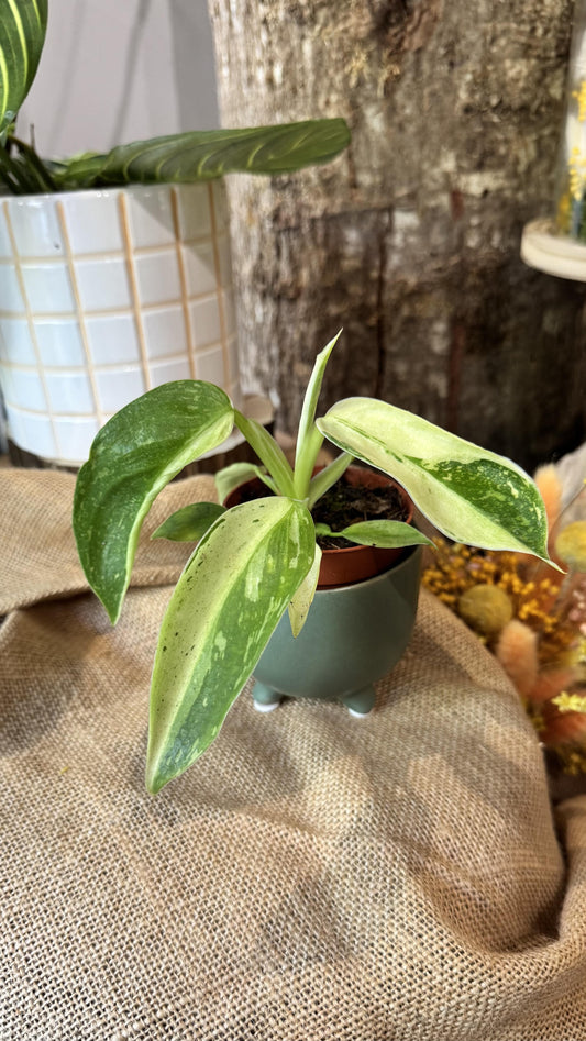 Philodendron jose bueno