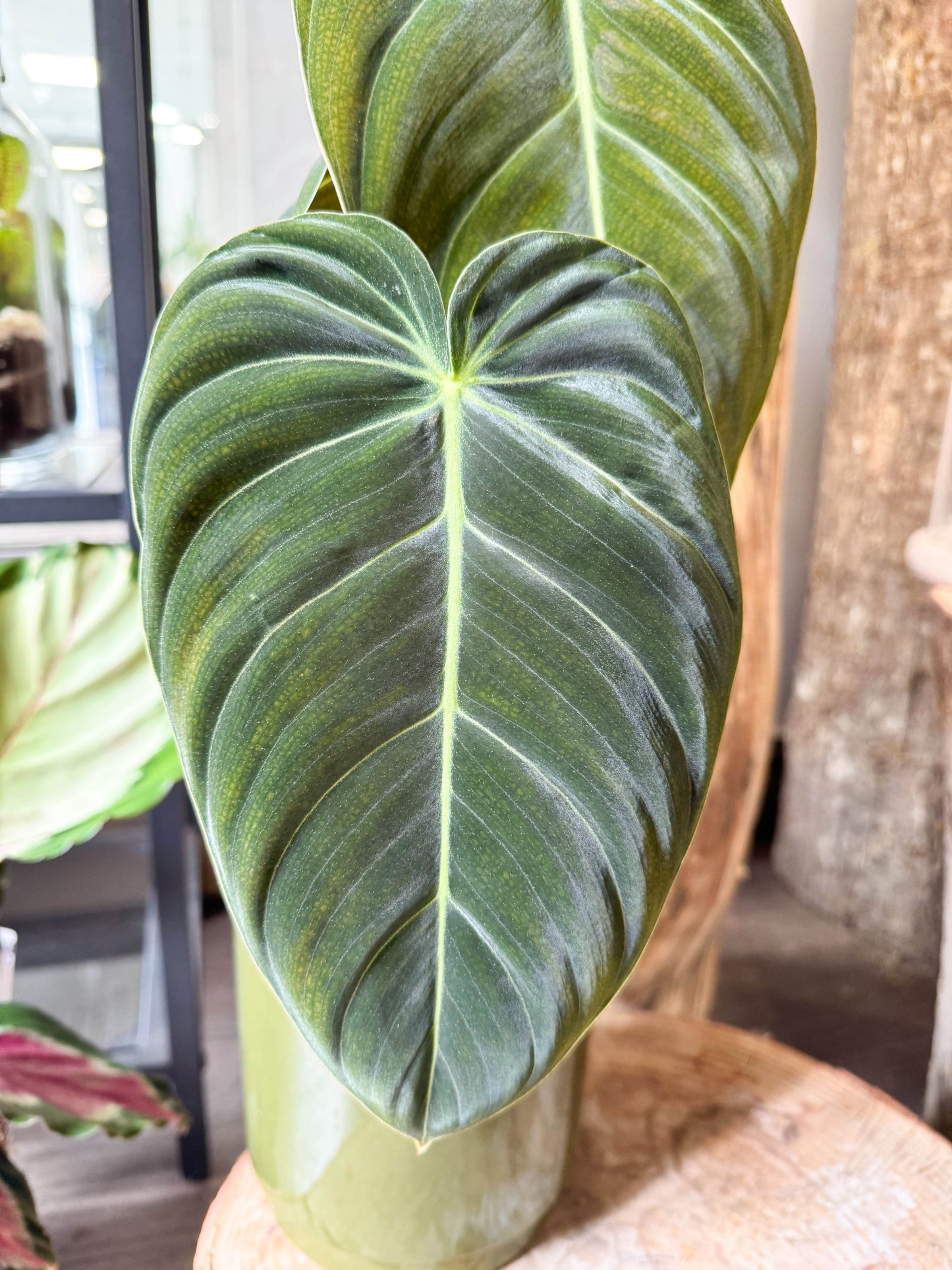 Plante grimpante aux feuilles longues veloutées et vert foncé