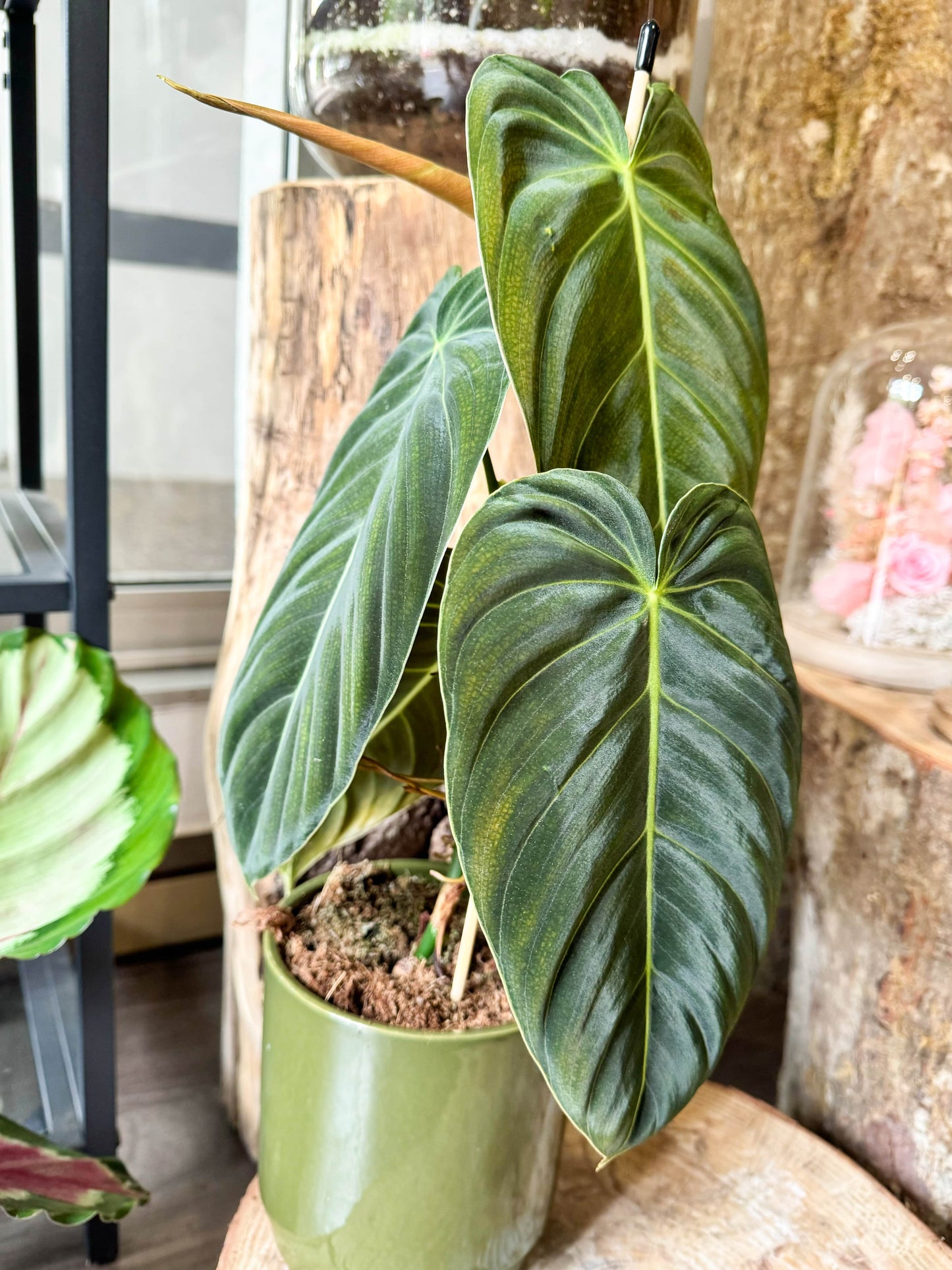 Plante grimpante aux feuille longues veloutées et vert foncé 