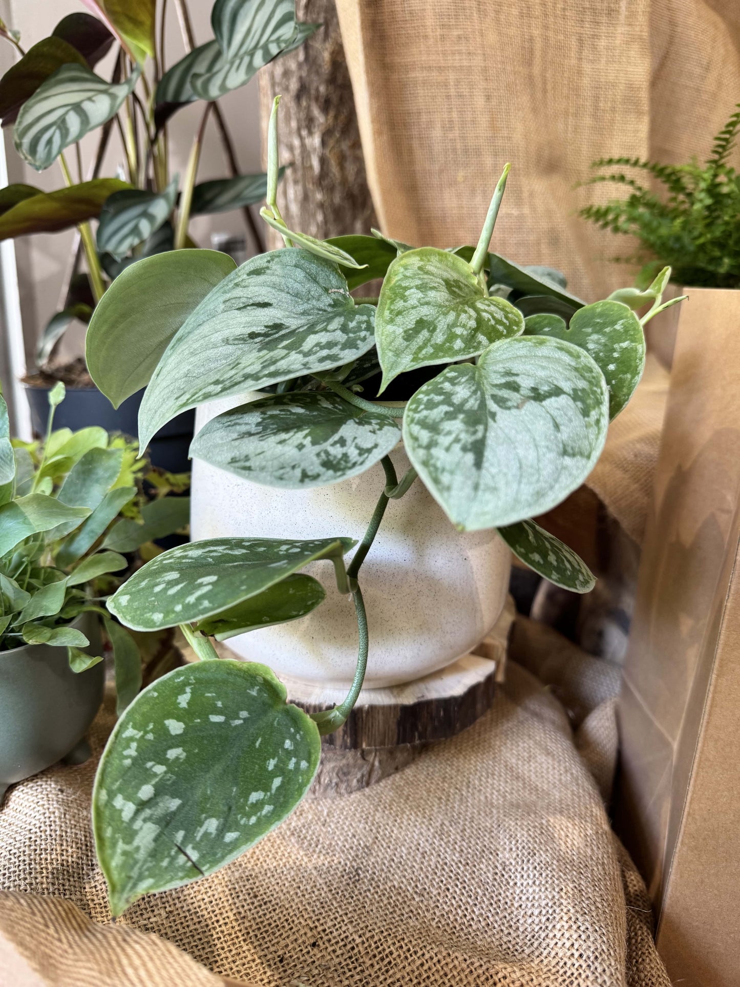 Scindapsus silver ann