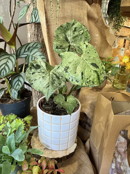 Syngonium green splash
