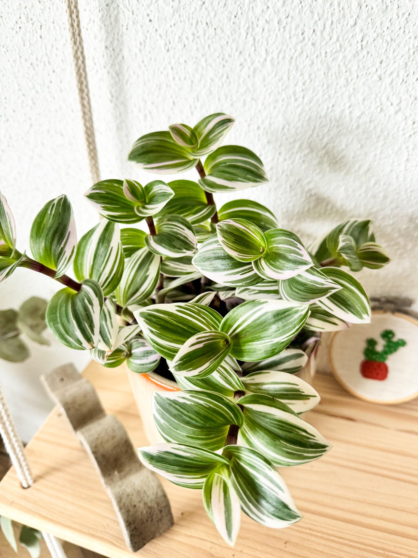 Plante retombante au feuillage blanc et vert, le dessous des feuilles peu être légèrement rose