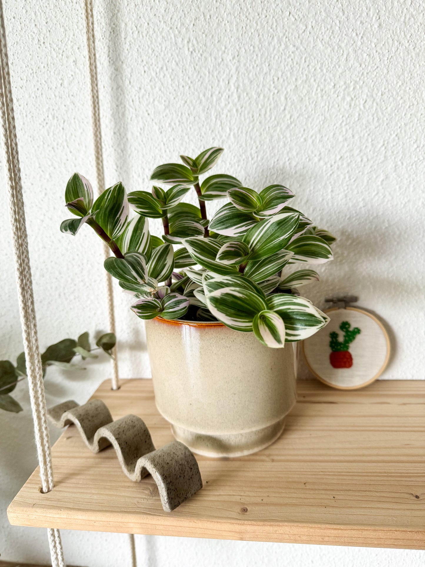Plante retombante au feuillage blanc et vert, le dessous des feuilles peu être légèrement rose